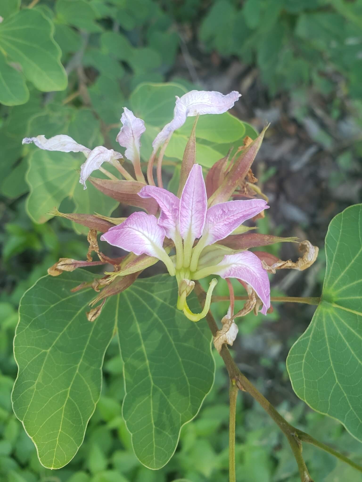 Bauhinia macranthera